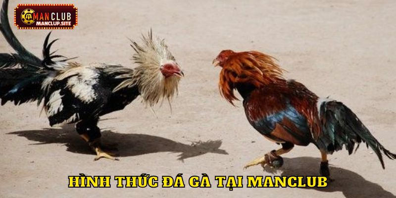 Hình thức đá gà tại manclub